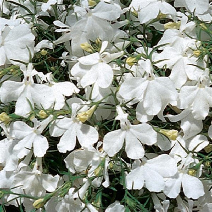 Лобелия Riviera White